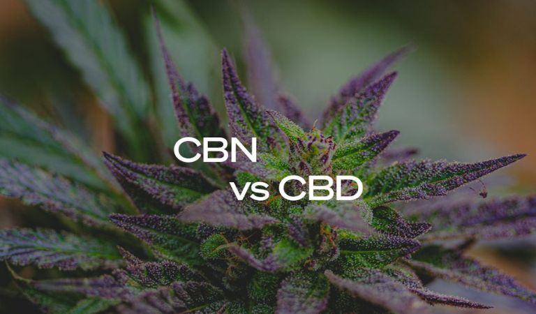 CBN Vs CBD: What Is The Difference?