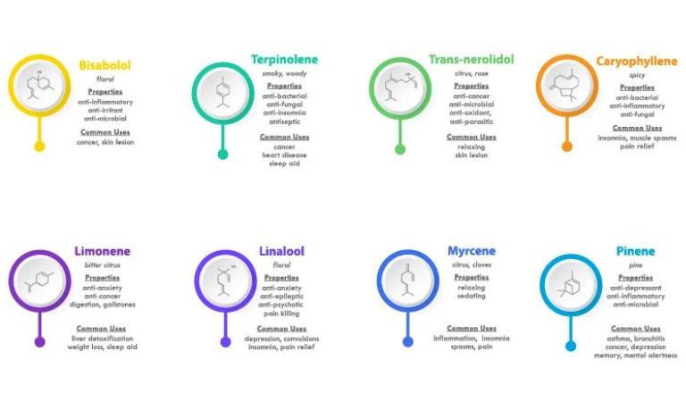 What Are Terpenes in CBD Oil